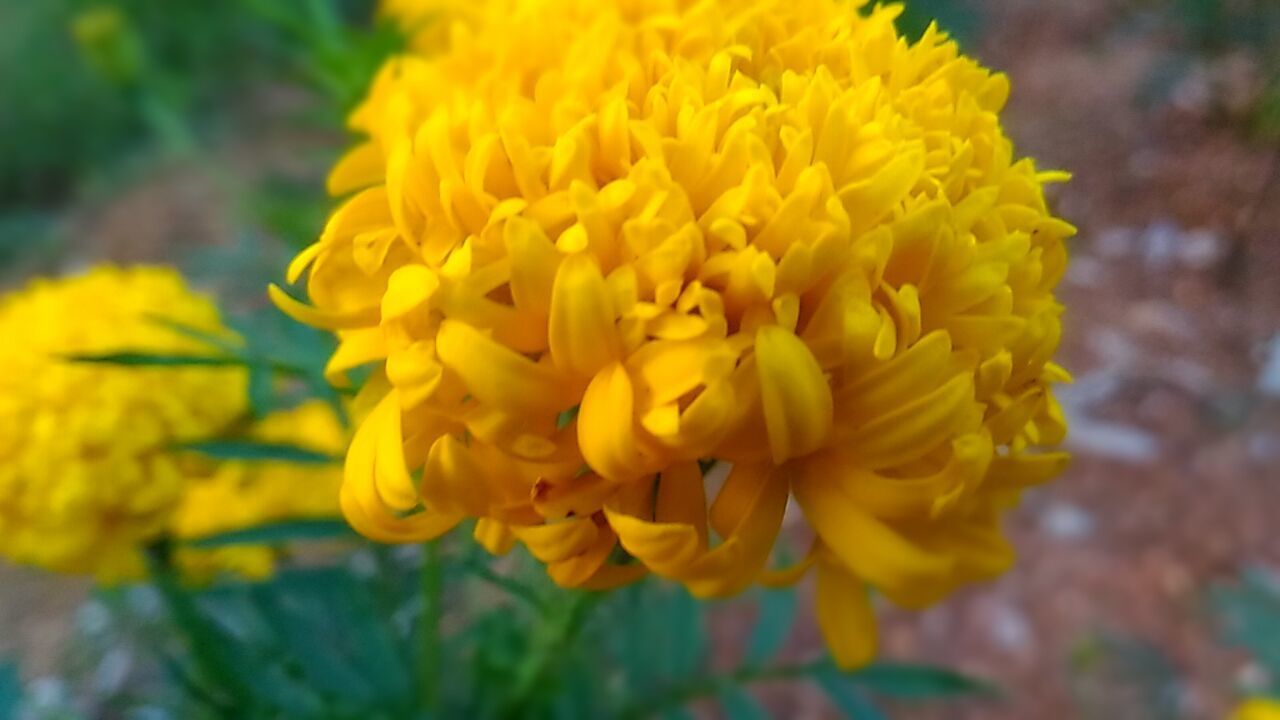 CLOSE-UP OF YELLOW FLOWER