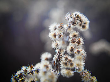 Close-up of white flowering plant