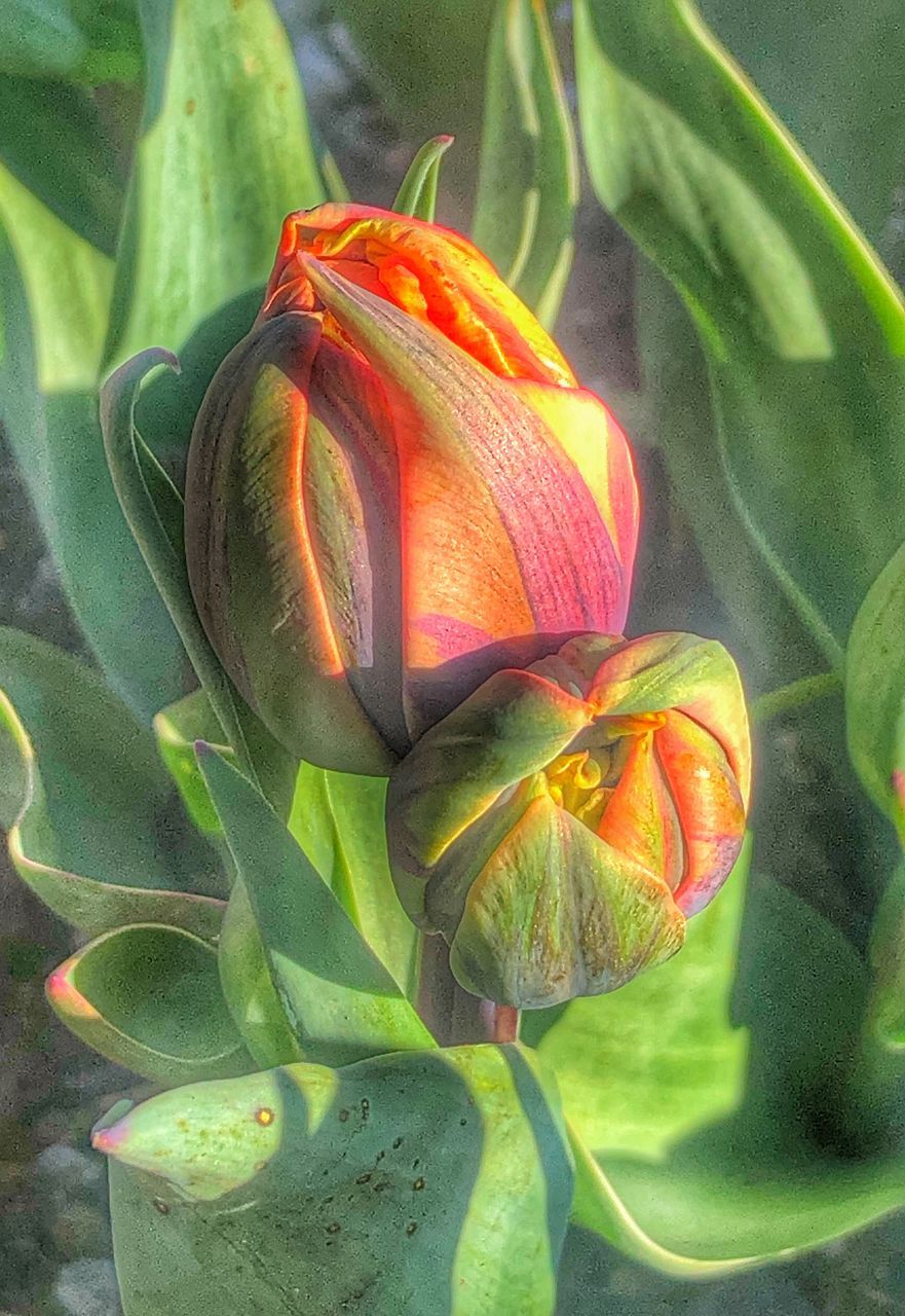 CLOSE-UP OF RED FLOWER