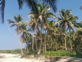 Palm trees on beach against sky