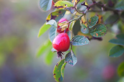 Close-up of red berries growing on tree