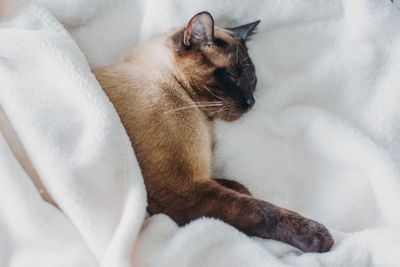 High angle view of cat relaxing on bed