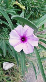 Close-up of purple flower