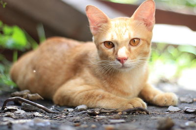 Close-up portrait of a cat