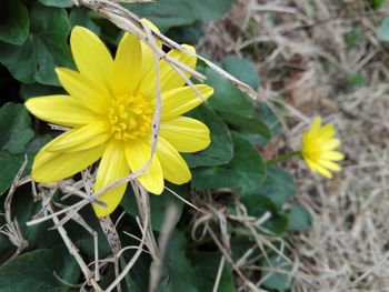 Close-up of yellow flowering plant