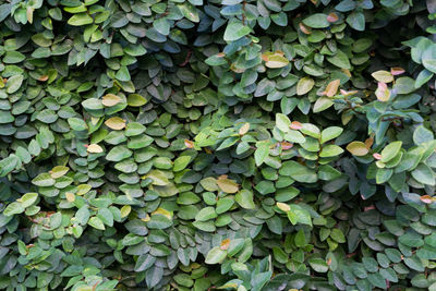 Full frame shot of leaves