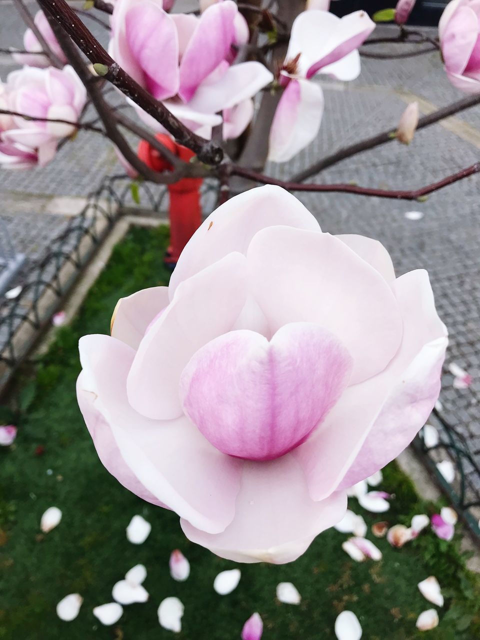 CLOSE-UP OF PINK FLOWER