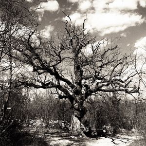 Bare trees on landscape