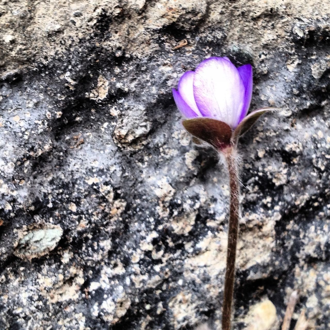 fragility, flower, one animal, wildlife, high angle view, animals in the wild, pink color, close-up, animal themes, nature, insect, day, outdoors, textured, rock - object, beauty in nature, ground, no people, petal, full length