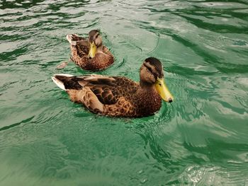 High angle view of mallard duck swimming in lake
