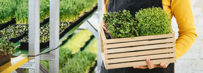 Woman holding box with microgreen, small business indoor vertical farm. microgreens 