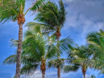 Low angle view of palm tree against cloudy sky