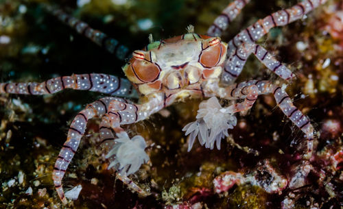 Close-up of boxer crab swimming in sea