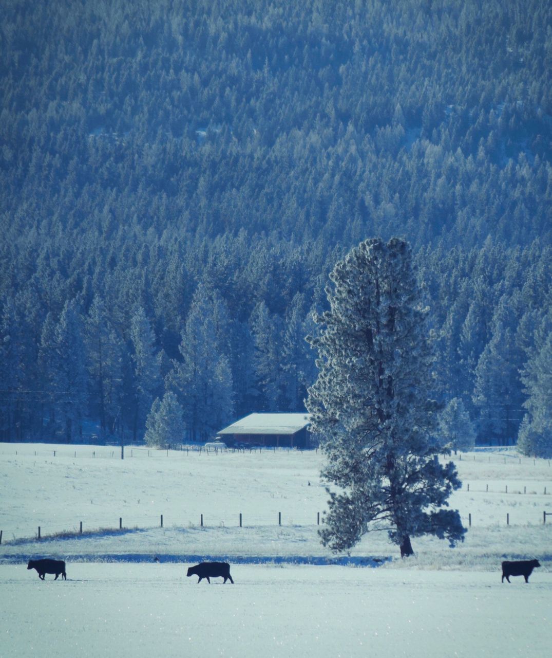 TREES ON SNOW COVERED LAND