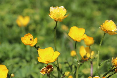 Close-up of yellow flowering plant on field