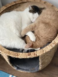 Best friends cuddling