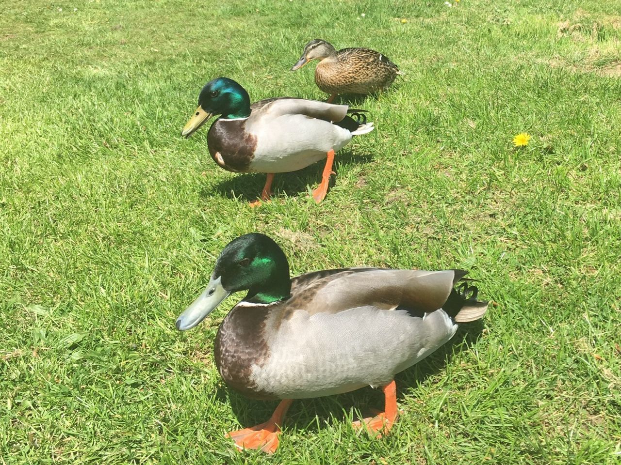 VIEW OF MALLARD DUCKS ON GRASS