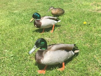 View of mallard duck on field