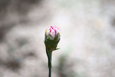 Close-up of pink rose bud