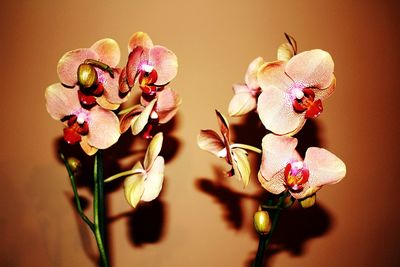 Close-up of flowers on plant