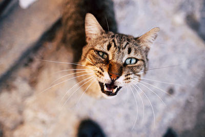 Close-up portrait of a stray cat