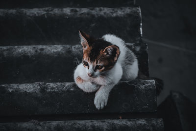 Cat looking away while sitting on staircase