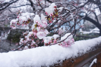 Close-up of cherry blossom tree during winter