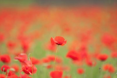 Close-up of red flower blooming in field