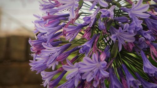 Close-up of purple flowering plant