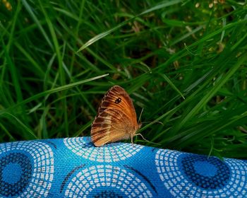 Close-up of an animal on grass