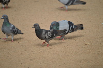 High angle view of pigeons on sand