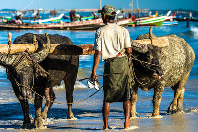 Rear view of man with buffaloes standing in sea