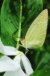Close-up of butterfly on leaf
