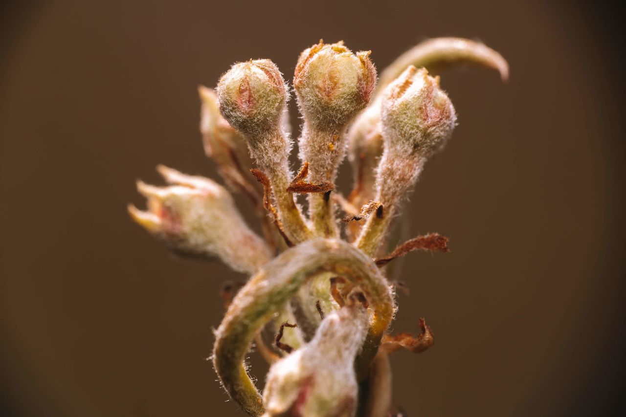 CLOSE-UP OF WILTED FLOWER