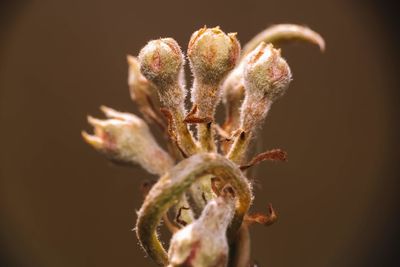 Close-up of wilted flower against black background