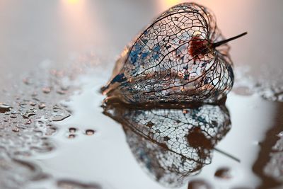Close-up of insect on water