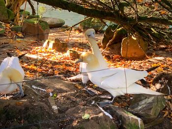 High angle view of birds perching on land
