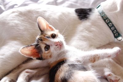 Close-up portrait of a cat