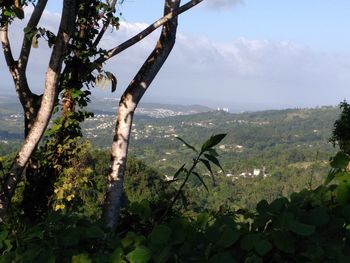 Plants growing on land against sky