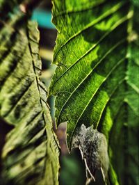 Close-up of leaves against blurred background