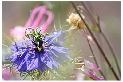 Close-up of purple flowers blooming