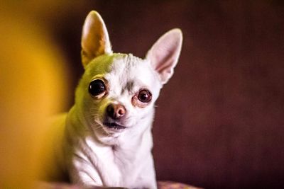 Close-up portrait of a dog