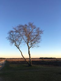 Bare tree on field against clear sky