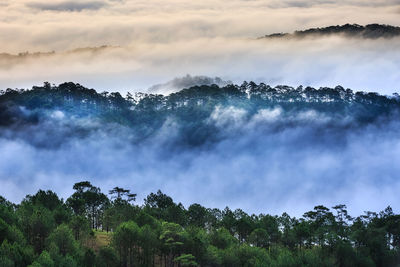 Trees in vietnam