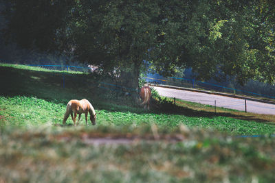 Horses grazing in a field