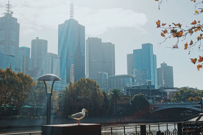 Birds in city against sky