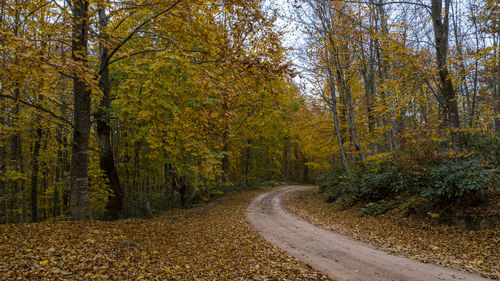 Road amidst trees in forest during autumn