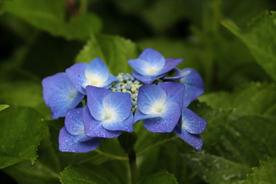 Close-up of purple flowering plant