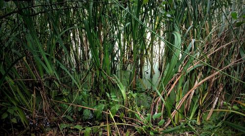 Plants growing on field