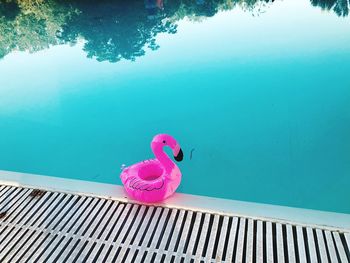 High angle view of flamingo toy in swimming pool